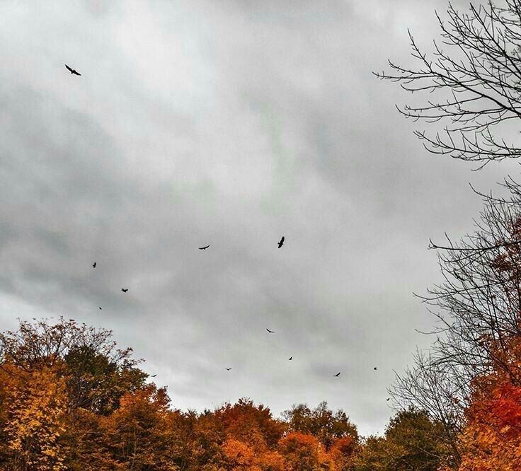 Autumn Lane